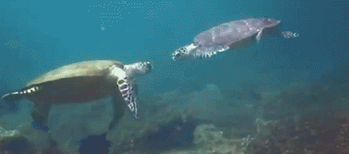 high-five-turtle