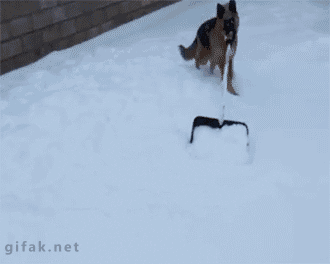dog-shovel-snow