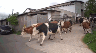 happy-cows